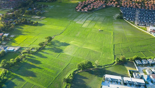 Terreno Cultivado Terreno Terreno Considere Visão Aérea Campo Verde Planta — Fotografia de Stock