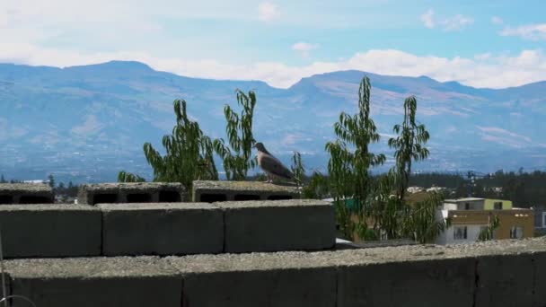 Beau Pigeon Sur Dessus Une Maison — Video