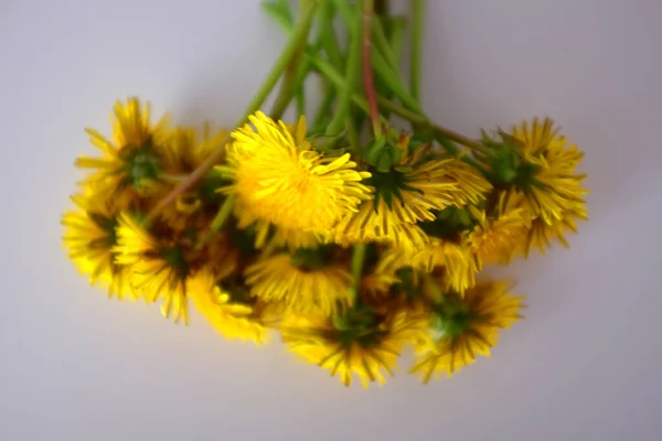 Bouquet of yellow dandelions on a white background