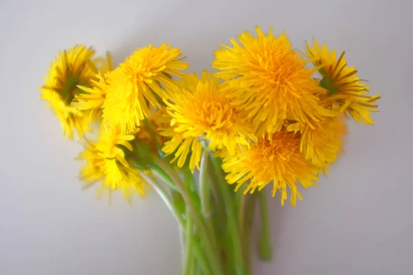 Bouquet of yellow dandelions on a white background