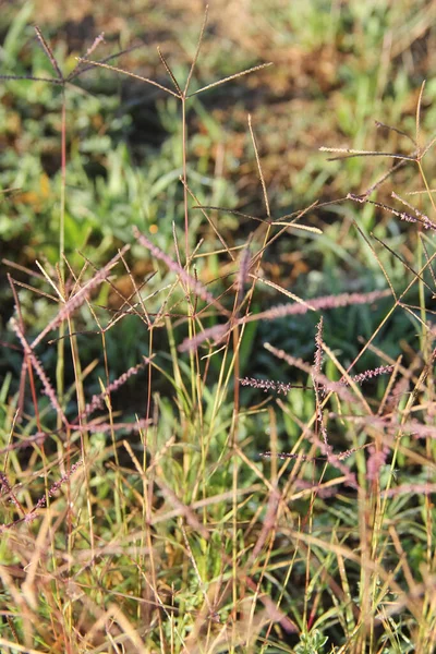 Blured Defocus Background Copy Space Fresh Green Grass Grows Top — Stock Photo, Image