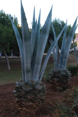 Mallorca İspanya 'da büyüyen iki büyük kaktüs, Baleares