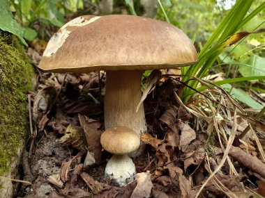 Ormanda boletus, mantar, mantar, açık hava, orman