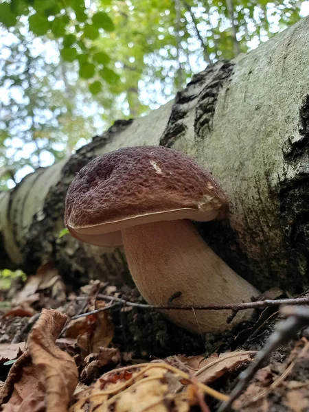 Boletus in the forest , fungus, mushroom, outdoors, forest — Stock Photo, Image