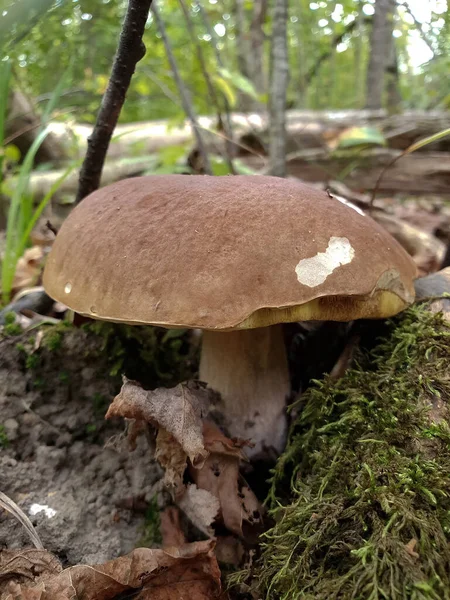 Borowik w lesie, grzyb, grzyb, na zewnątrz, las — Zdjęcie stockowe