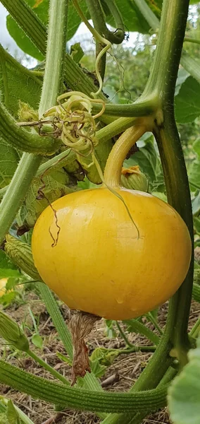 Gelber Kürbis wächst im Bio-Garten. Landwirtschaft. Konzept der gesunden Ernährung. — Stockfoto