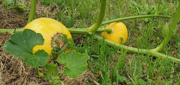 Gelber Kürbis wächst im Bio-Garten. Landwirtschaft. Konzept der gesunden Ernährung. — Stockfoto