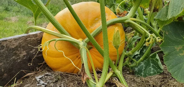 La calabaza amarilla crece en el jardín orgánico. Agricultura. Concepto de comida saludable . — Foto de Stock