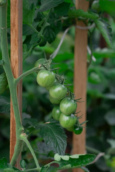 Kleine grüne Tomaten wachsen in einem Gewächshaus auf einem Bio-Bauernhof — Stockfoto