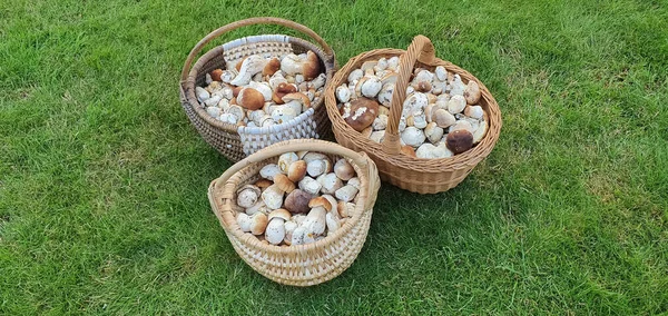 Boleto de cogumelos florestais em cestas em um fundo de grama verde natureza fundo — Fotografia de Stock