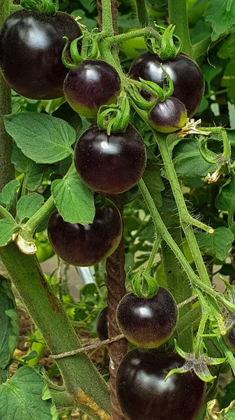 Tomates pretos e vermelhos crescem em uma estufa em uma fazenda orgânica, Alimentos e natureza — Fotografia de Stock