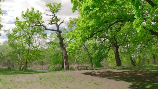 mouvement cinématographique près d'un vieux banc confortable dans une forêt de chênes près d'une rivière .