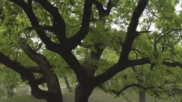 Movimento cinematografico vicino a una vecchia quercia verde — Video Stock