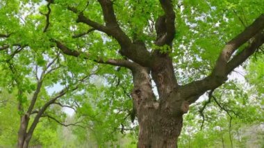Eski yeşil bir meşe ağacının yanında sinematik bir hareket