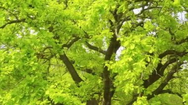 Eski yeşil bir meşe ağacının yanında sinematik bir hareket