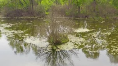 Nehir ve kanalları meşelerle çevrili. Su alglerle kaplıdır..
