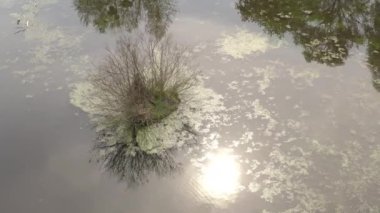 Nehir ve kanalları meşelerle çevrili. Su alglerle kaplıdır..