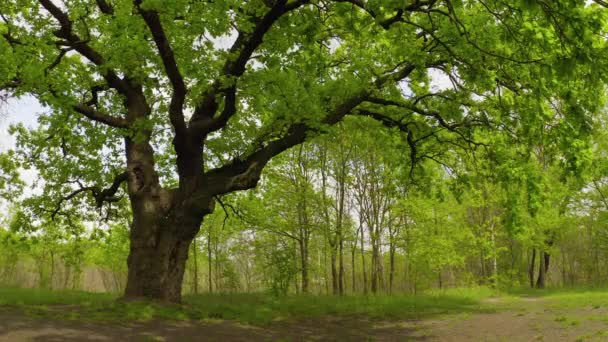 Кінематографічний рух біля старого зеленого дуба — стокове відео