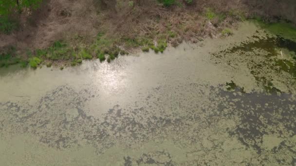 Floden och dess kanaler omgivna av ekar. vatten är täckt med alger. — Stockvideo
