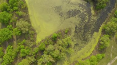 Nehir ve kanalları meşelerle çevrili. Su alglerle kaplıdır..