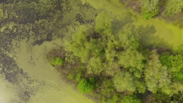 Річка та її канали оточені дубами. вода вкрита водоростями . — стокове відео