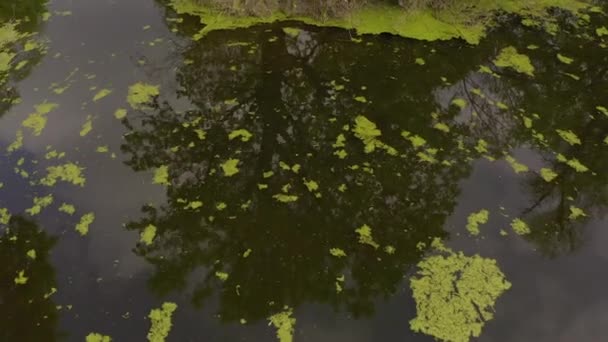 Řeka a její kanály obklopené duby. voda je pokryta řasami. — Stock video