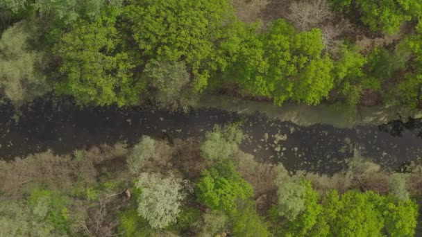De rivier en haar kanalen omgeven door eiken. water is bedekt met algen. — Stockvideo