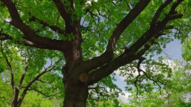 Eski yeşil bir meşe ağacının yanında sinematik bir hareket