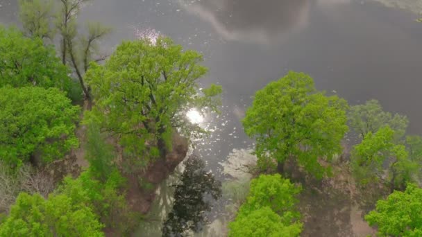 Il fiume e i suoi canali circondati da querce. l'acqua è coperta di alghe . — Video Stock