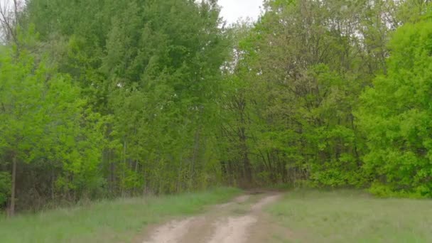 구멍 과깊은 웅덩이가 있는 숲의 길을 따라 운전하는 모습 — 비디오