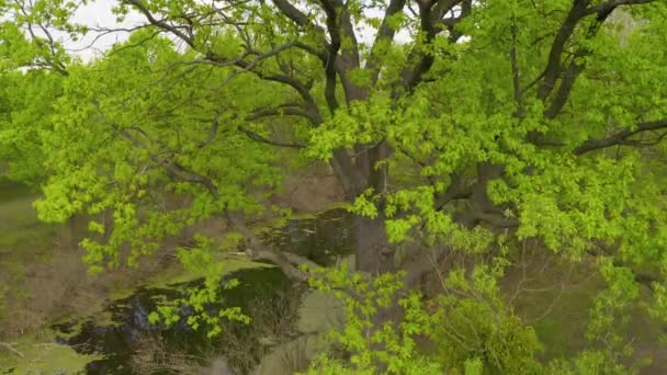 la rivière et ses canaux entourés de chênes. l'eau est recouverte d'algues .