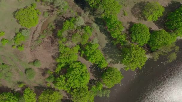 河流和被橡树环绕的运河。水被海藻覆盖着. — 图库视频影像