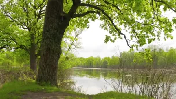 De rivier en haar kanalen omgeven door eiken. water is bedekt met algen. — Stockvideo