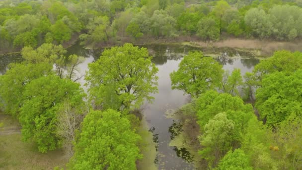 De rivier en haar kanalen omgeven door eiken. water is bedekt met algen. — Stockvideo