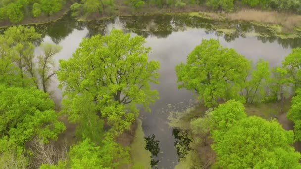 川とその運河はオークに囲まれています。水は藻類で覆われていて. — ストック動画