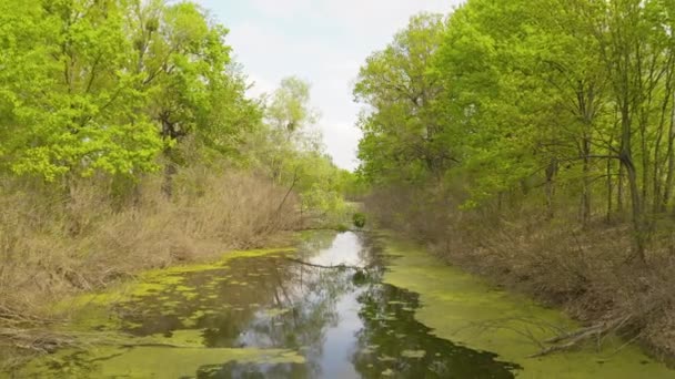 Rzeka i jej kanały otoczone dębami. woda pokryta jest glonami. — Wideo stockowe