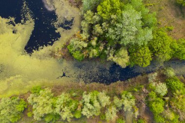 Nehir ve kanalları meşelerle çevrili. Su alglerle kaplıdır..