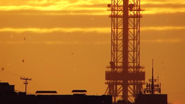 Topola puch i piła i drobno rozproszone cząstki. źródła alergii. — Wideo stockowe