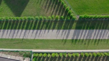 Yeşil çimenlik ve Boxwood sokağı arasında romantik bir yolda drone üst çekim.