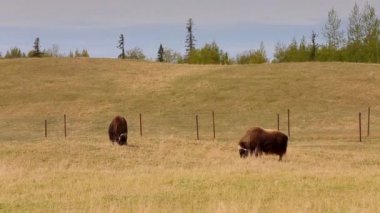 Alaska Dağı 'ndaki misk öküzü çiftliği. Güneşli bahar. Alaska 'da. anchorage