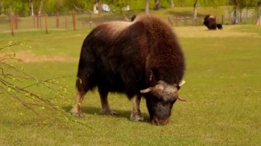 Alaska Dağı 'ndaki misk öküzü çiftliği. Güneşli bahar. Alaska 'da. anchorage