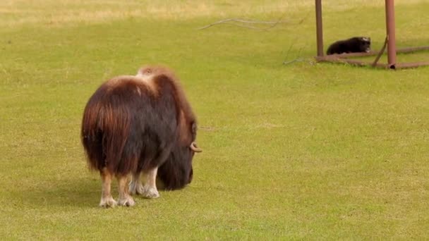 Musk Ox farm in Alaska Mountain. sunny spring. alaska. anchorage — Stock Video