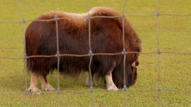 Musk Ox farm in Alaska Mountain. sunny spring. alaska. anchorage — Stock Video