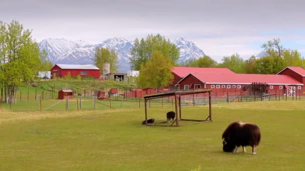 Musk Ox farm in Alaska Mountain. sunny spring. alaska. anchorage — Stock Video