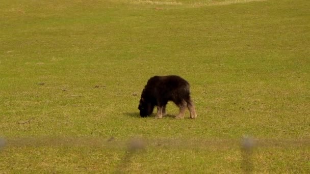 Musk Ox farm in Alaska Mountain. sunny spring. alaska. anchorage — Stock Video