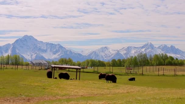 Musk Ox farm in Alaska Mountain. sunny spring. alaska. anchorage — Stock Video