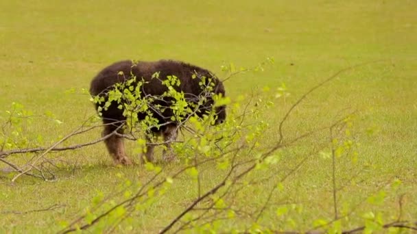 Fattoria Musk Ox in Alaska Mountain. primavera soleggiata. Alaska. ancoraggio — Video Stock