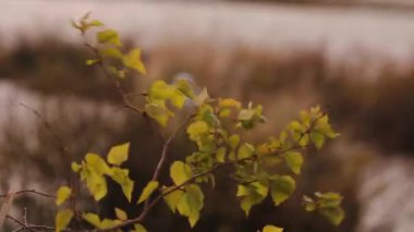 Kuşlar sazlıklara yuva yapar. Baharda göl. irds ve üremeleri.