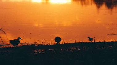 Gün batımında birkaç ördek. Güzel pembe turuncu bir günbatımında göl suyu