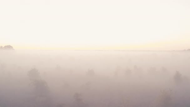 Низкий утренний туман. туманные горизонты деревьев, скрывающихся в таинственном тумане — стоковое видео
